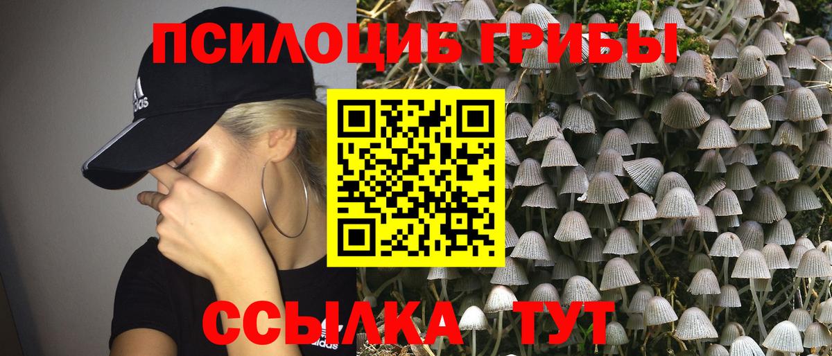 Псилоцибиновые грибы Psilocybe Джанкой